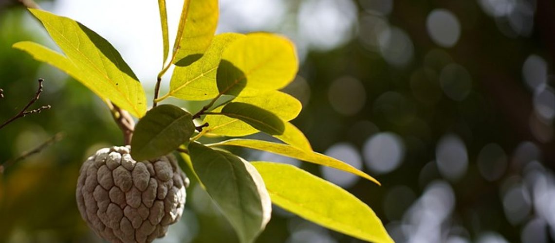 Chirimoya tropische Frucht Obst im Mittelmeerraum